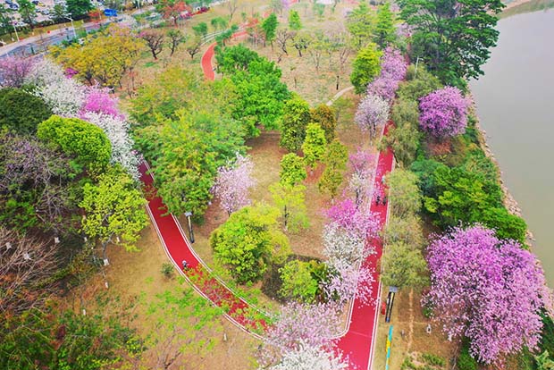 荔韵公园樱花园.jpg