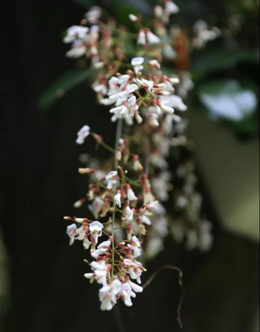 是东南亚的白花鱼藤之冠
