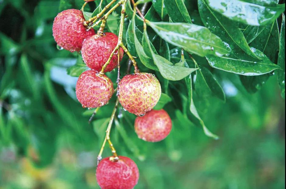 荔枝9.jpg