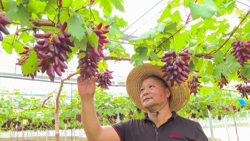 精心呵护每一串葡萄.jpg