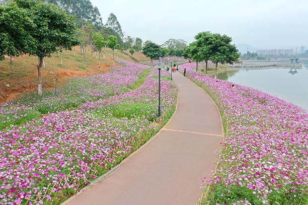 荔湖格桑花海.jpg