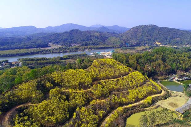 正果镇西湖滩村300亩黄花风铃木1.jpg